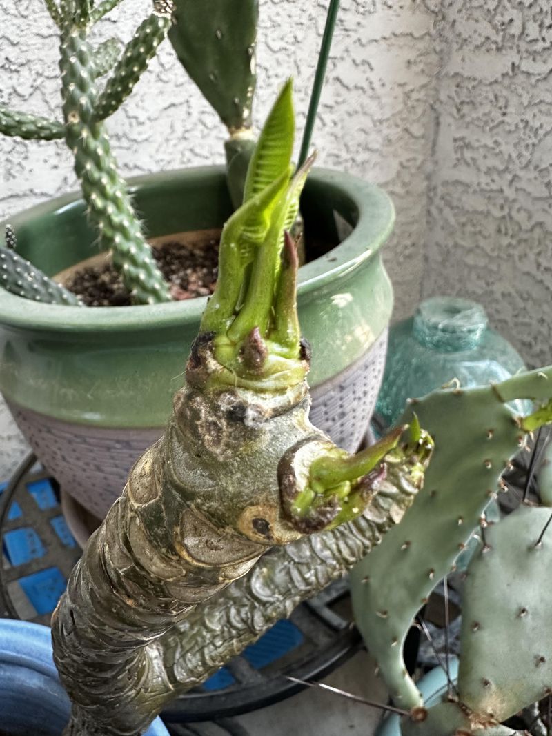 Warm Weather Pushes Active Growth Warm Weather Pushes Active Growth