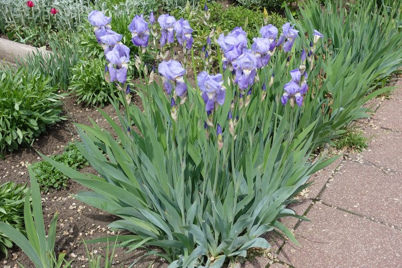 Warm Winters Sometimes Affect Bloom Cycles