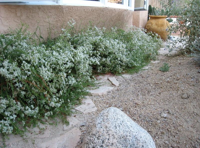 Warriner Lytle Buckwheat Covers Bare Ground