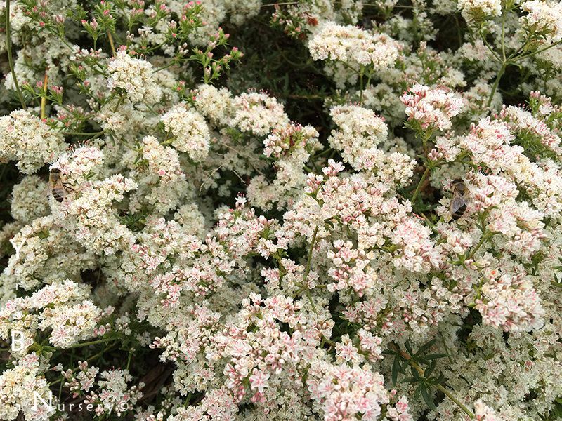 Warriner Lytle Buckwheat Softens Bare Ground Warriner Lytle Buckwheat Softens Bare Ground