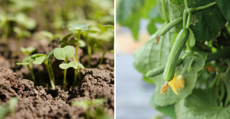 Washington Gardeners With Impressive Cucumber Harvests All Know These 12 Hacks