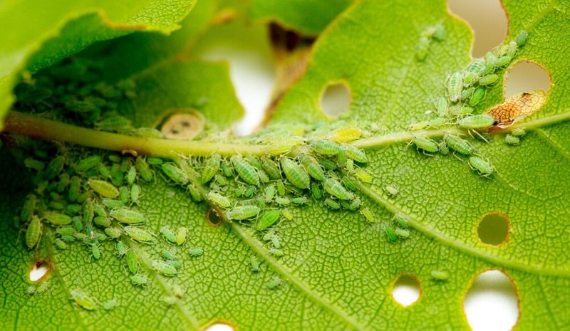 Watch Closely For Early Blight And Aphids Watch Closely For Early Blight And Aphids