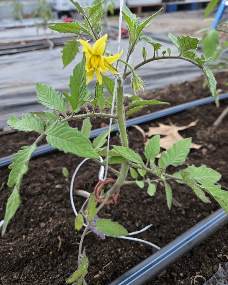 Watch Closely For Early Tomato Pests In Michigan Gardens Watch Closely For Early Tomato Pests In Michigan Gardens
