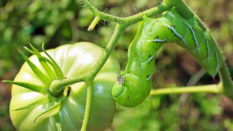 Watch Closely For Hornworms And Early Disease Watch Closely For Hornworms And Early Disease