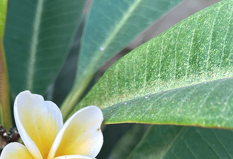 Watch Closely For Spider Mites
