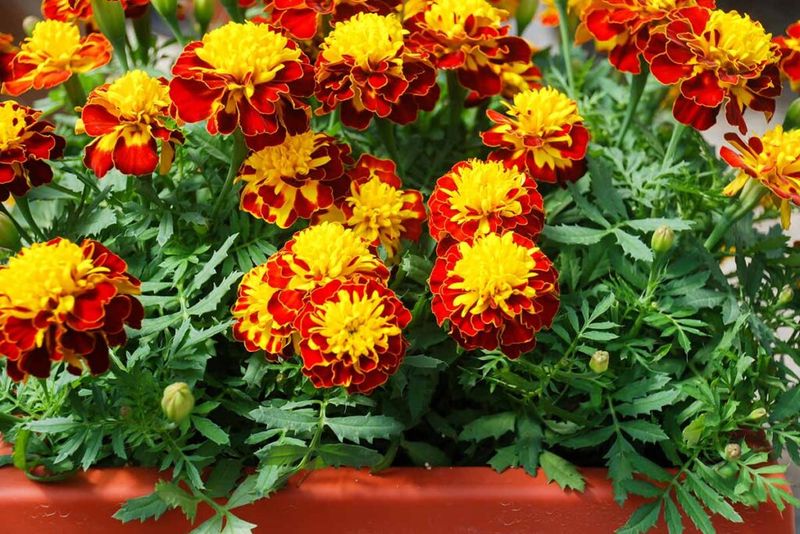 Watch Containers Closely During Hot Ohio Spells