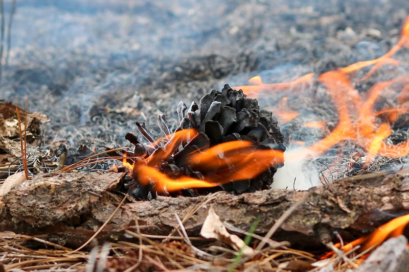 Watch Dry Mulch Closely In North Florida