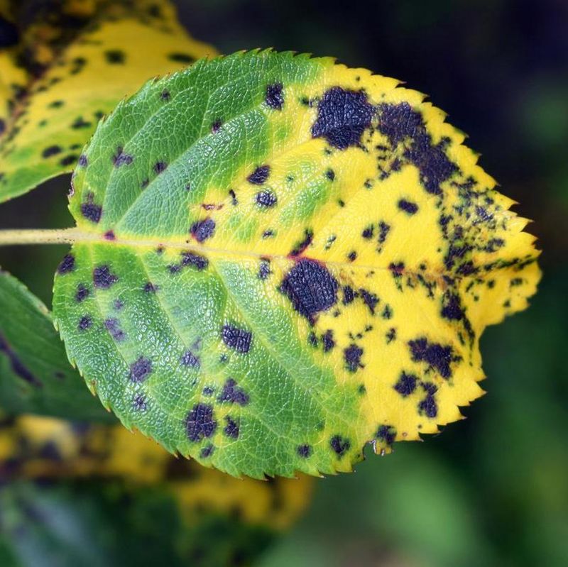 Watch Early For Black Spot And Aphids Watch Early For Black Spot And Aphids
