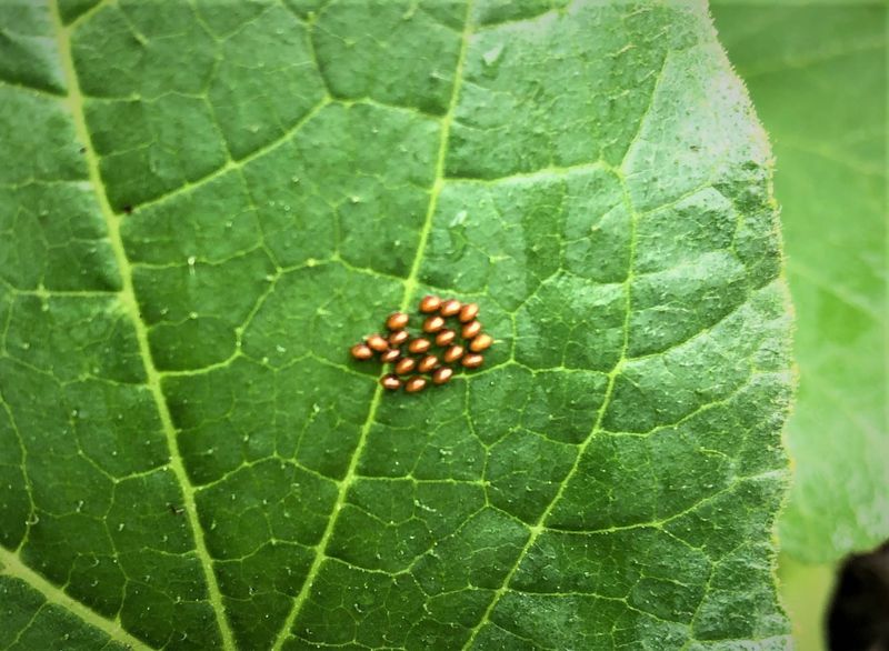 Watch Early For Squash Bugs And Vine Borers