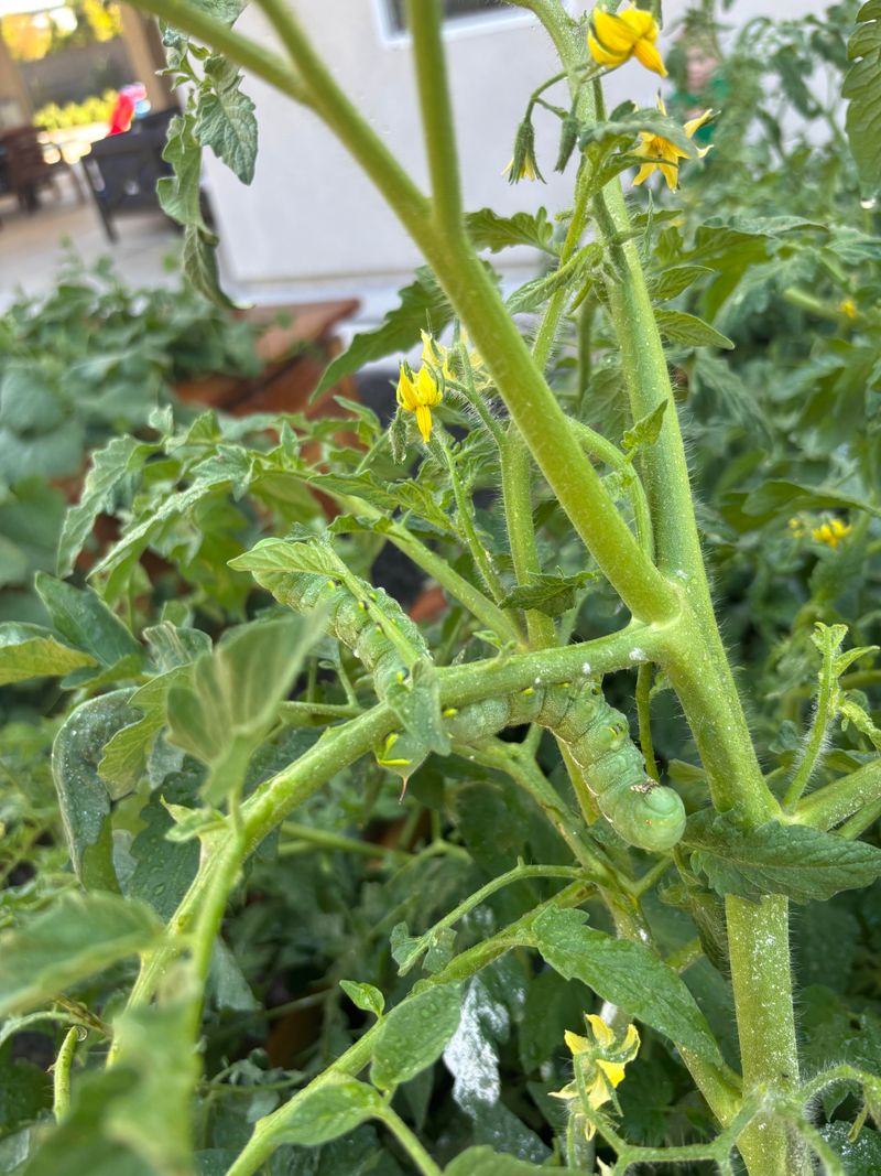 Watch Early Problems Before They Spread Fast