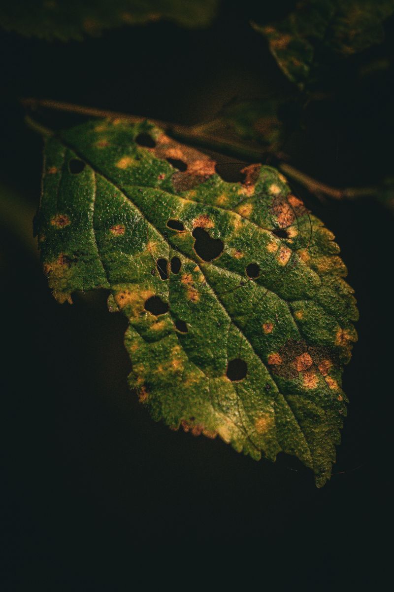 Watch For Black Spot Disease Watch For Black Spot Disease