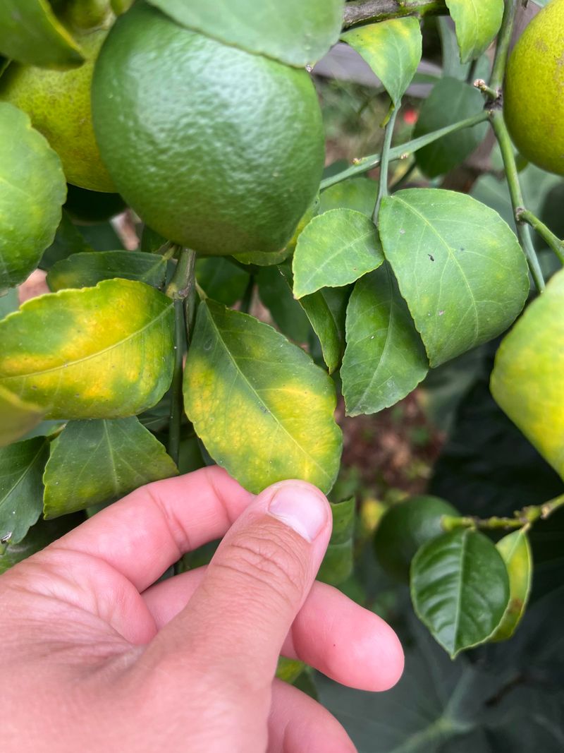Watch For Citrus Greening Warning Signs