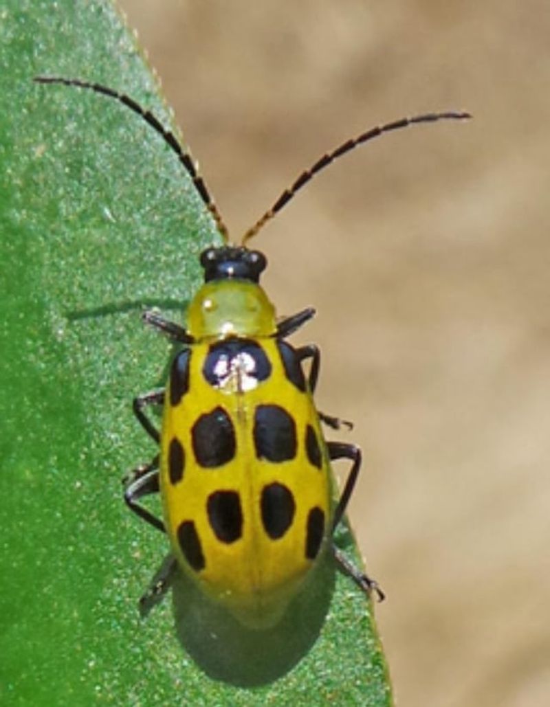 Watch For Common Kentucky Pests And Diseases Watch For Common Kentucky Pests And Diseases
