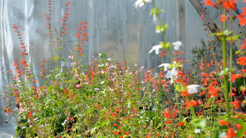 Watch For Common Summer Stress Signs Early