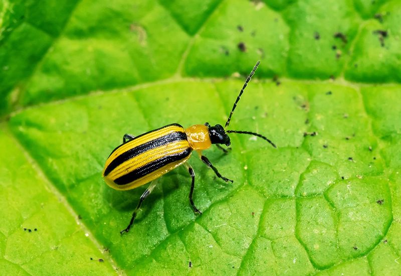 Watch For Cucumber Beetles Before Damage Spreads