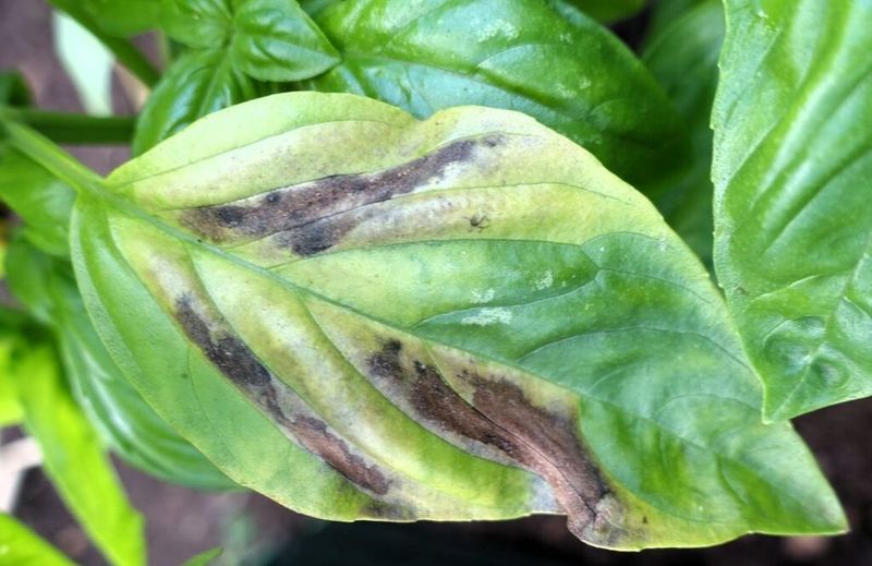 Watch For Downy Mildew In Humid Weather