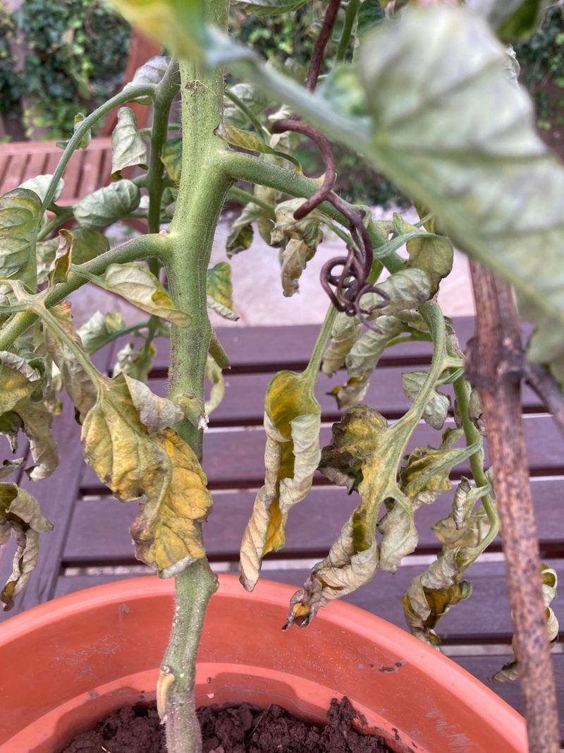 Watch For Herbicide Drift After Windy Days