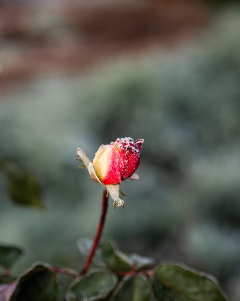 Watch For Late Frost Watch For Late Frost