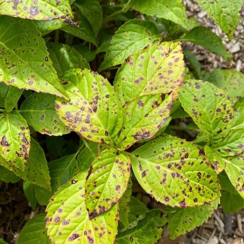 Watch For Leaf Spots As Summer Humidity Rises Watch For Leaf Spots As Summer Humidity Rises