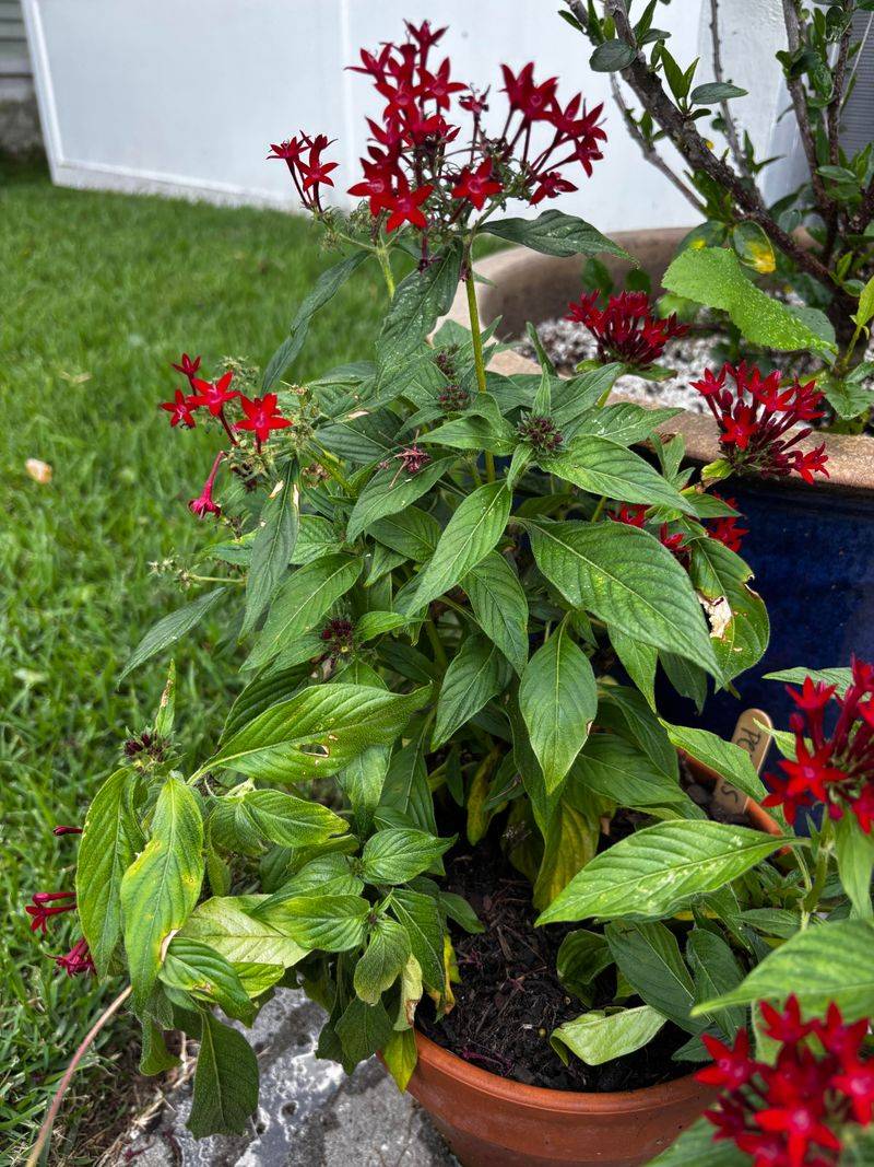 Watch For Leggy Growth Before Plants Open Up Watch For Leggy Growth Before Plants Open Up