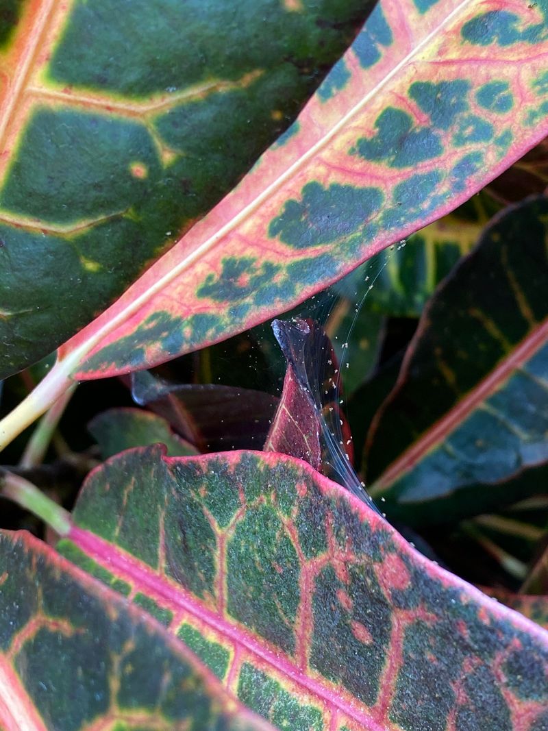 Watch For Mites, Scale, Thrips, And Mealybugs