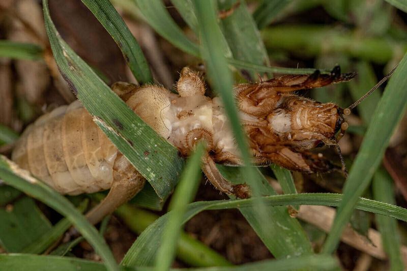 Watch For Mole Cricket Tunnels