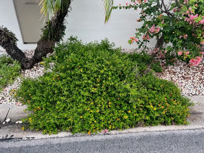 Watch For Plants Outgrowing Their Space Watch For Plants Outgrowing Their Space