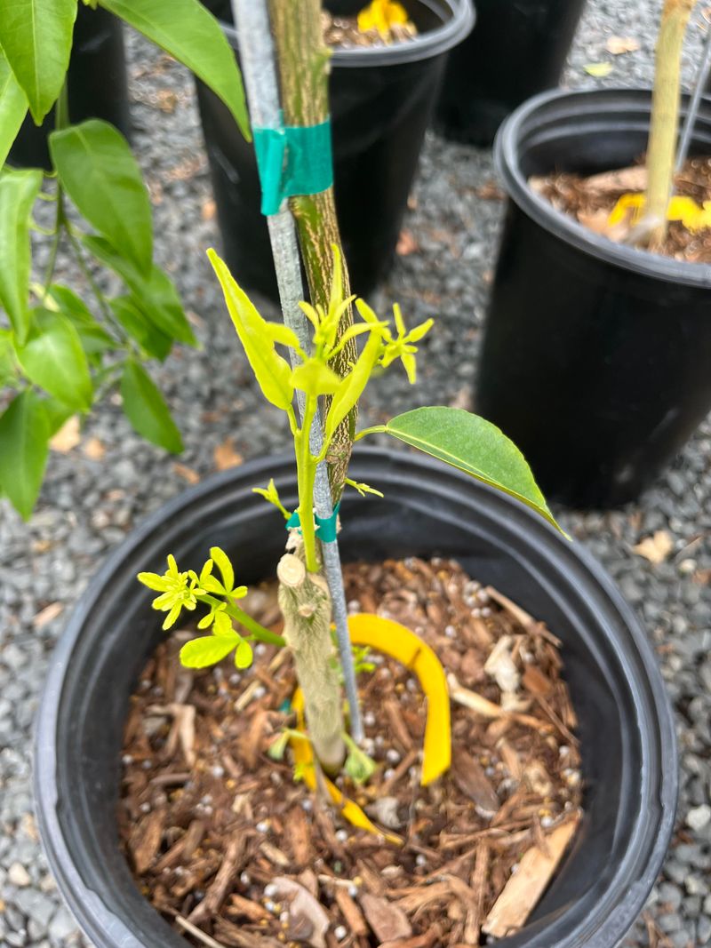Watch For Rootstock Suckers