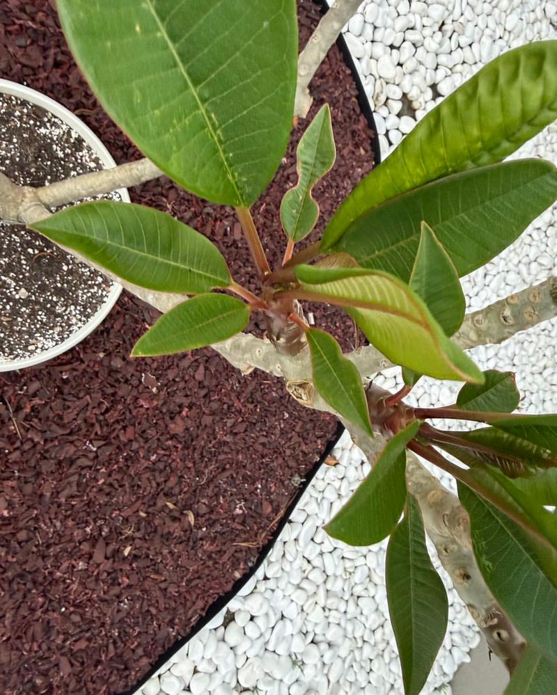 Watch For Rust, Mites, And Leaf Stress