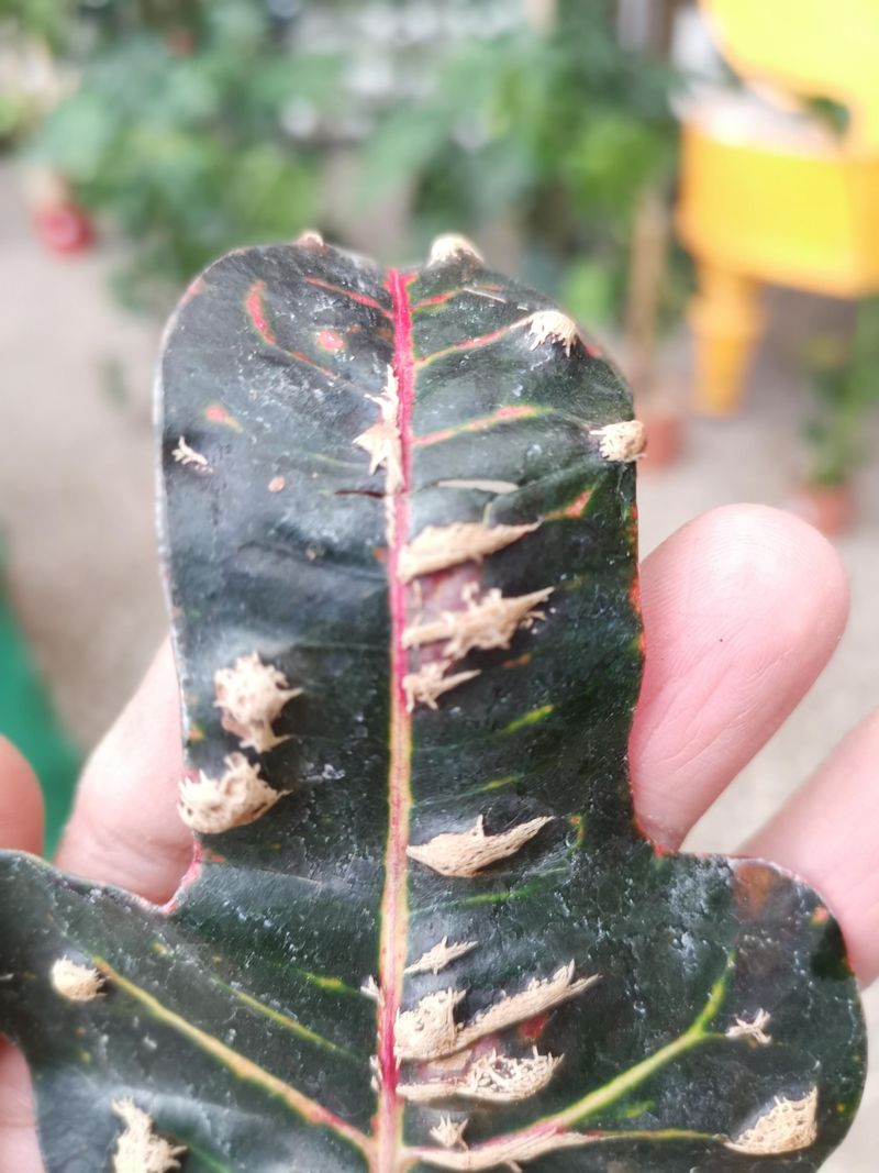 Watch For Scale Before It Spreads