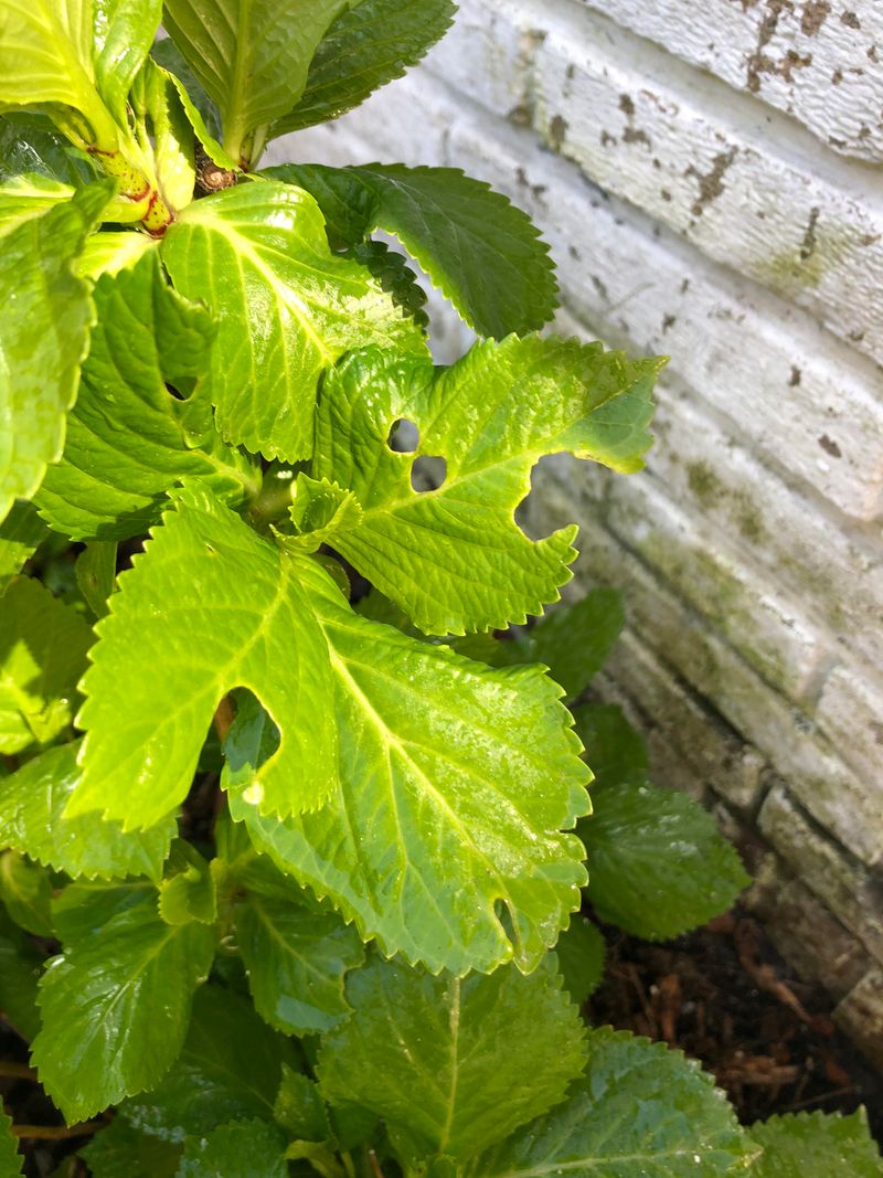 Watch For Slugs Around Tender Leaves