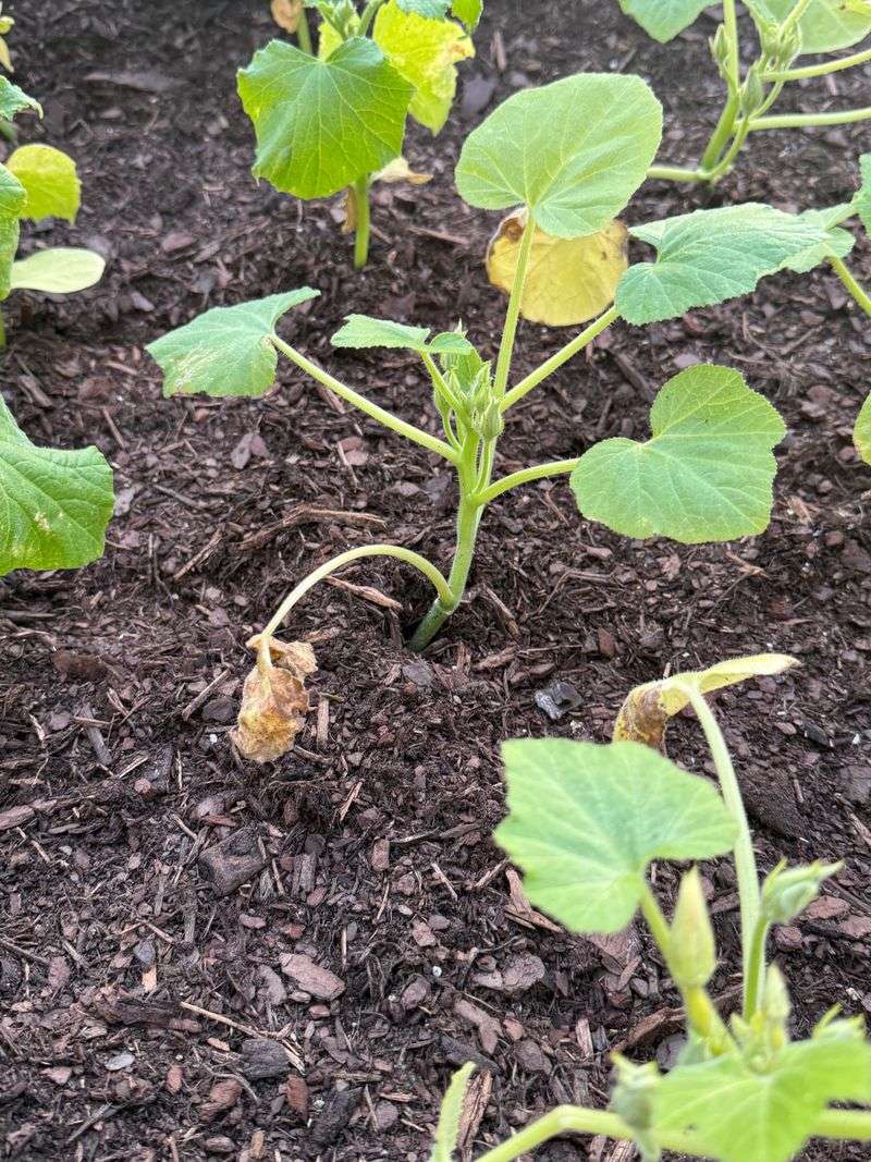 Watch For Soggy Soil Before Roots Start Struggling