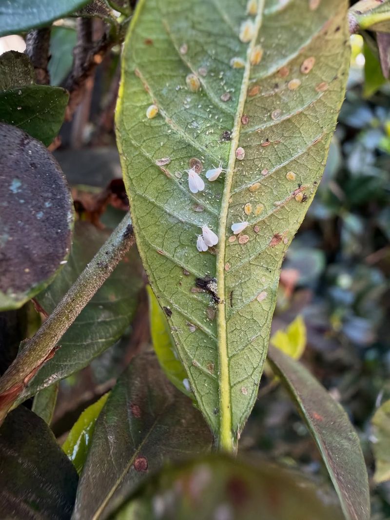 Watch For Spider Mites And Whiteflies