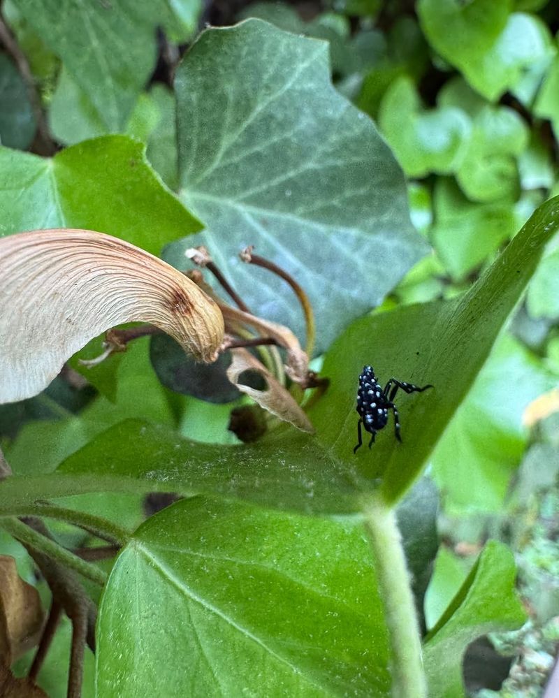 Watch For Spotted Lanternfly Nymphs In Late Spring And Early Summer