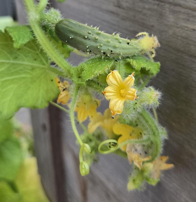Watch For These Common Pests And Problems