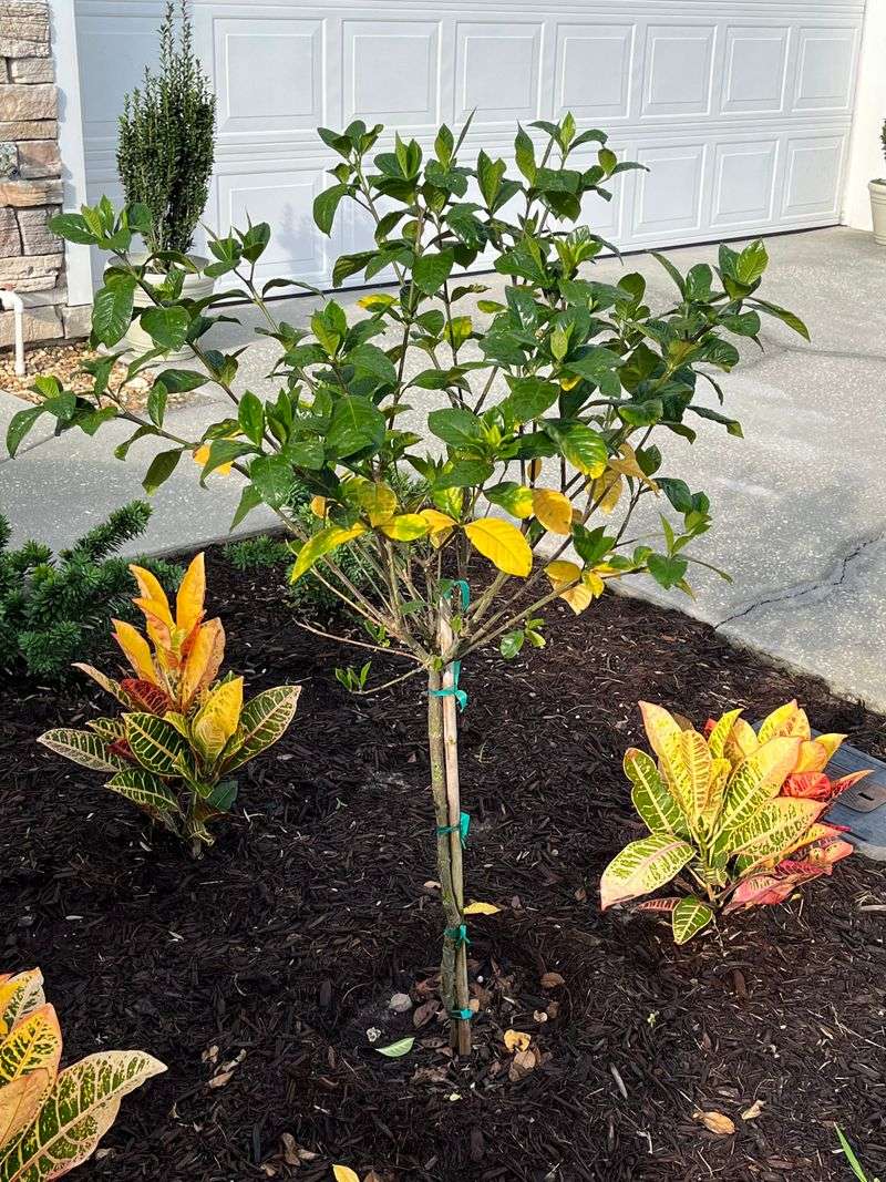 Watch For Yellow Leaves