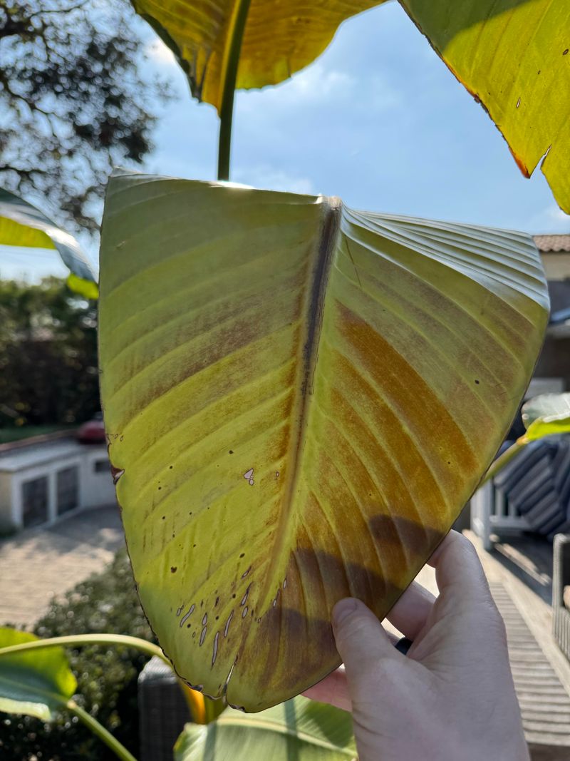 Watch For Yellowing Leaves After Wet Conditions