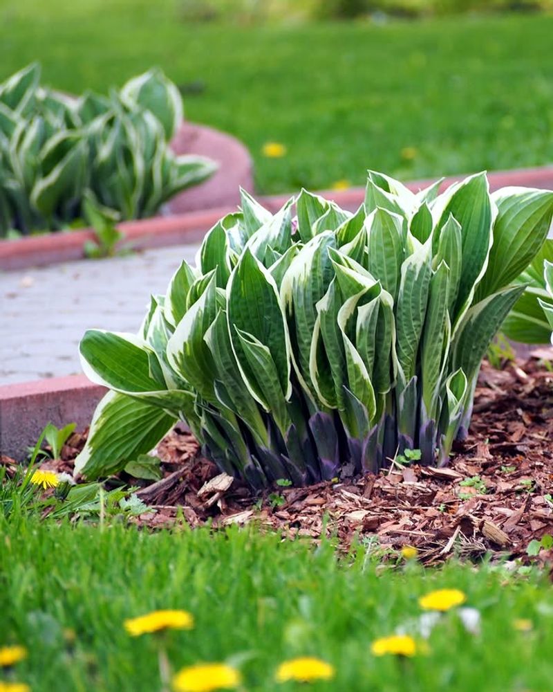Watch Hostas When Slugs Move In