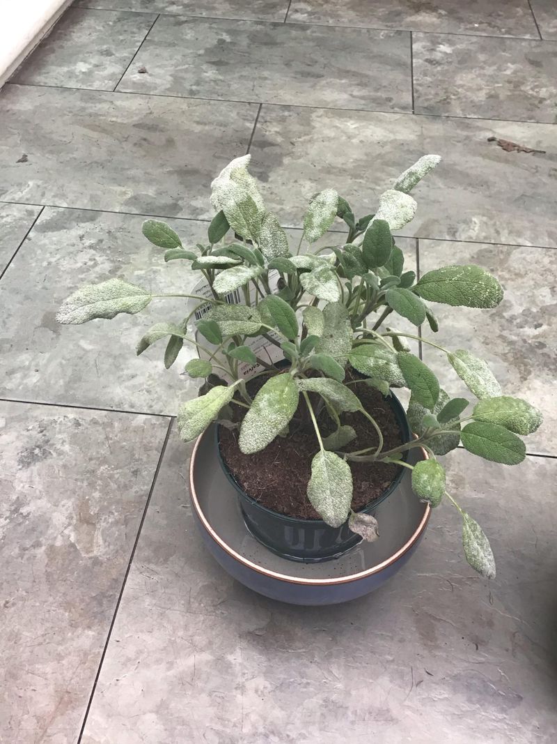 Watch Humidity Before Mildew Takes Hold Watch Humidity Before Mildew Takes Hold