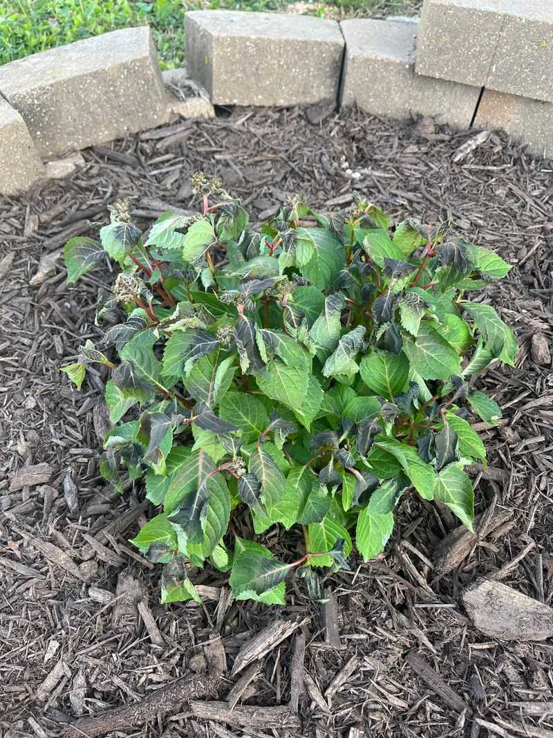 Watch Hydrangeas, Roses, And Perennials For Frost Stress