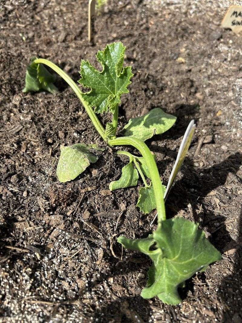 Watch Leaves Closely During Sudden Heat Spikes Watch Leaves Closely During Sudden Heat Spikes