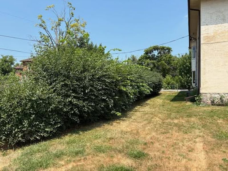 Watch Out For Hedges Blocking Sunlight Or Garden Access Watch Out For Hedges Blocking Sunlight Or Garden Access