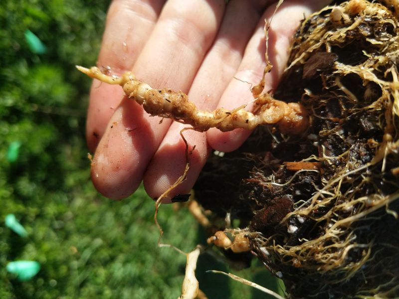 Watch Out For Nematodes In Sandy Florida Soils Watch Out For Nematodes In Sandy Florida Soils