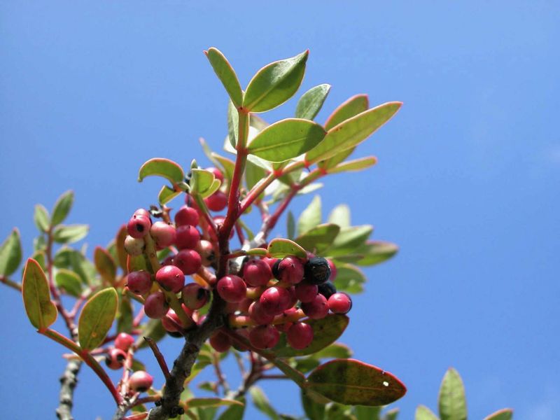 Watch Plum Trees That Set Too Much At Once