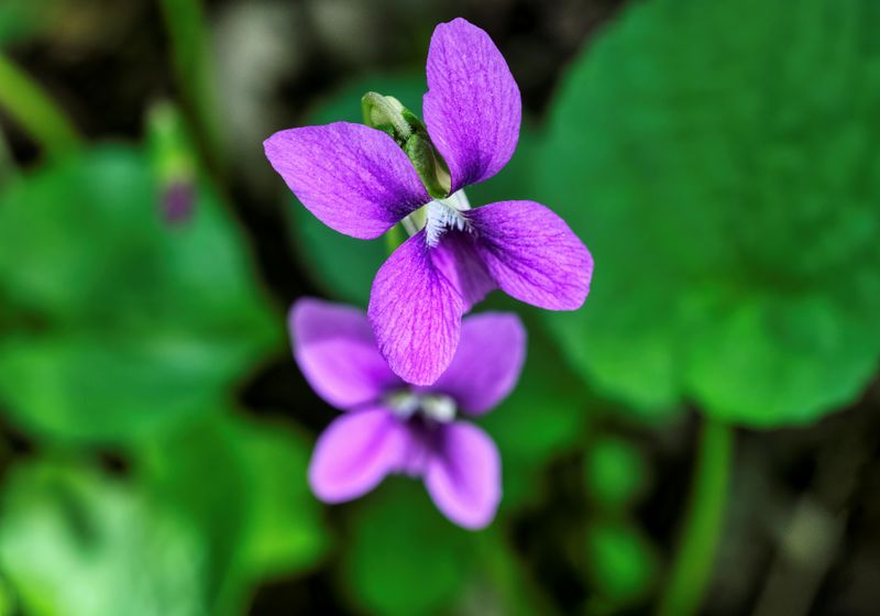 Watch This Tough Little Plant Spread