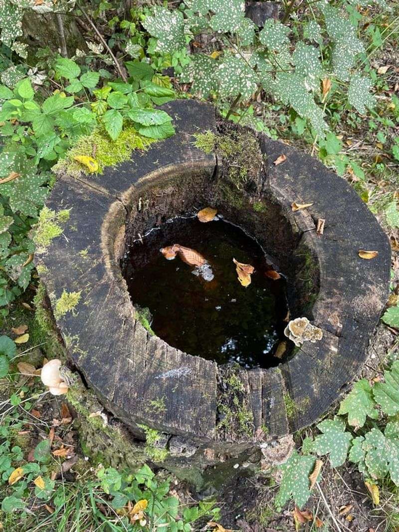 Watch Tree Holes And Stumps That Collect Water