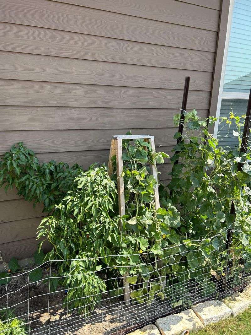 Watch Trellises Against Hot Walls Watch Trellises Against Hot Walls