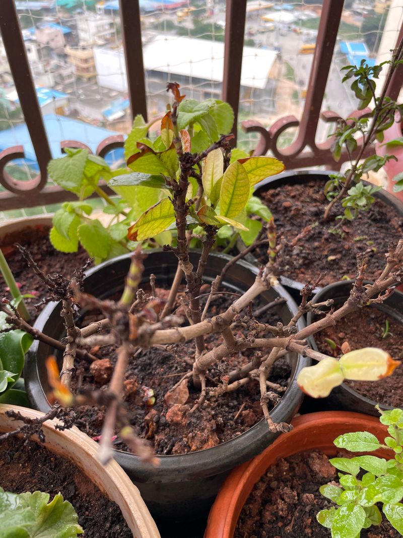 Watch Yellow New Growth Before Blooms Slow Down