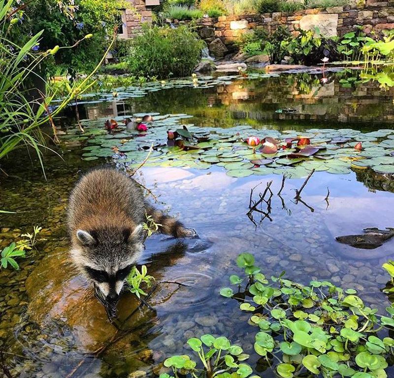 Water And Shelter Make Your Yard Even More Attractive