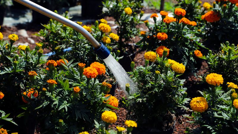 Water At The Base To Keep Leaves Cleaner